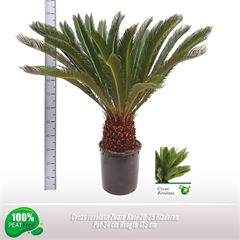 <h4>Cycas revoluta</h4>