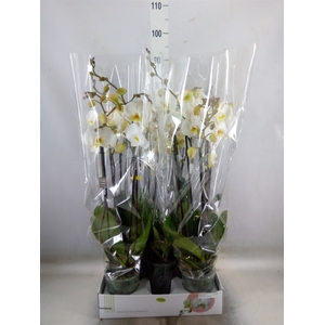 Phalaenopsis   ...white