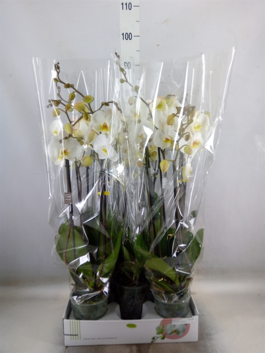 <h4>Phalaenopsis   ...white</h4>
