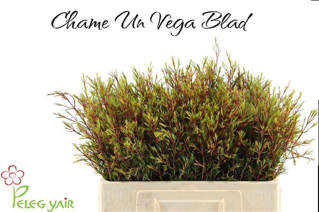 <h4>CHAME UN VEGA BLAD</h4>