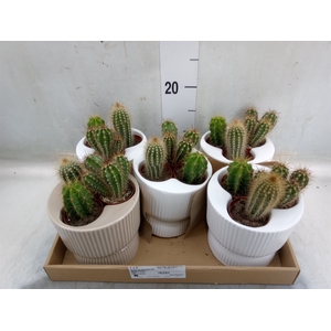 Cactus   ...