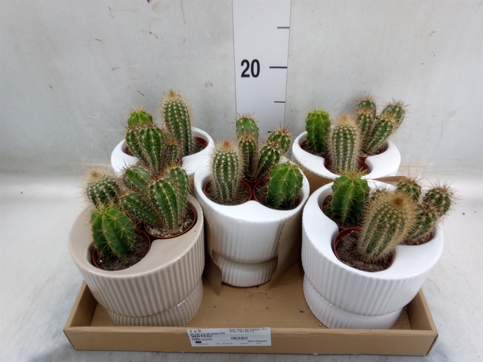 <h4>Cactus   ...</h4>