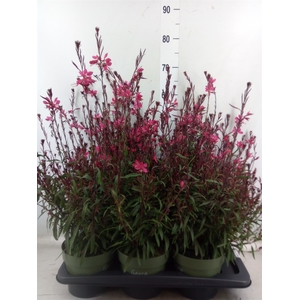 Gaura lindheimeri 'Belleza Ea Pink'