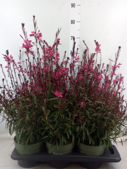 <h4>Gaura lindheimeri 'Belleza Ea Pink'</h4>