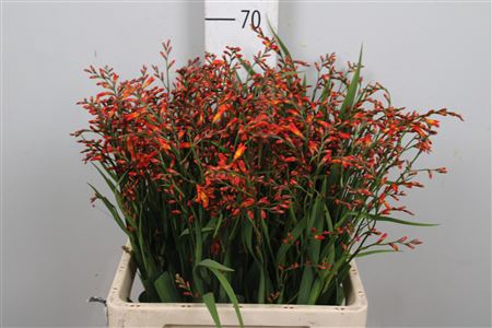 <h4>Crocos Carmine Red</h4>
