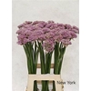 Allium New York