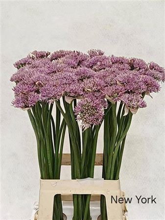 Allium New York