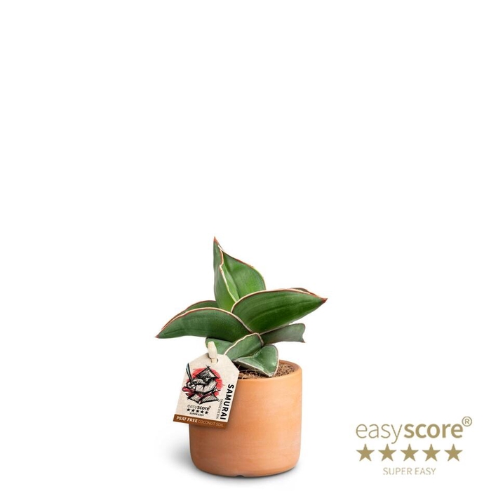 <h4>SANSEVIERIA EHRENBERGII</h4>