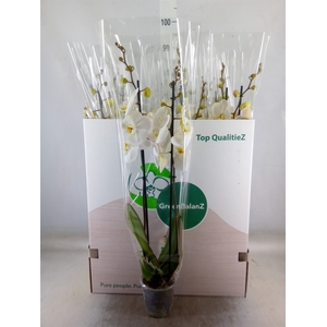 Phalaenopsis   ...white