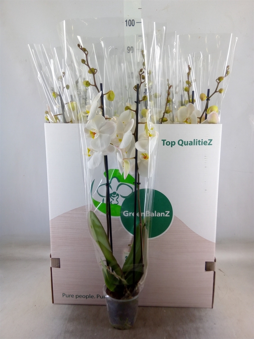<h4>Phalaenopsis   ...white</h4>