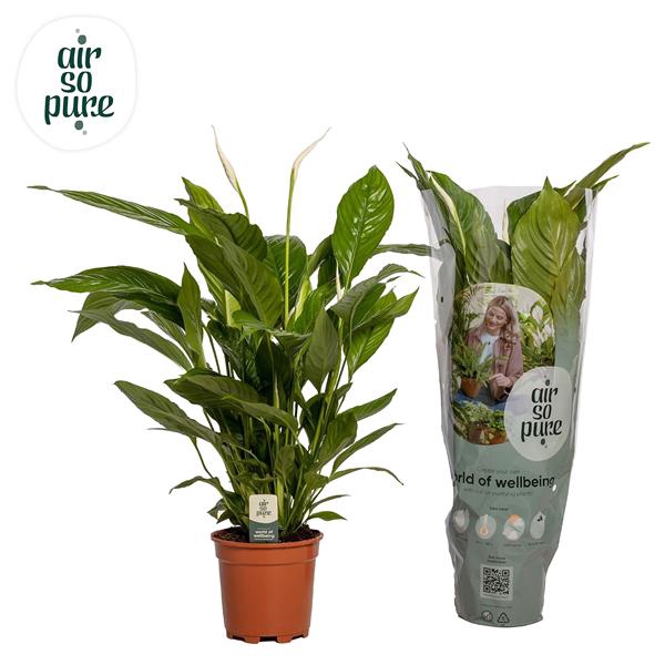 <h4>Spathiphyllum 17 cm Vivaldi Air So Pure</h4>
