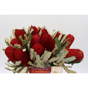 Banksia  Burdetti Red