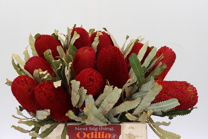 <h4>Banksia  Burdetti Red</h4>