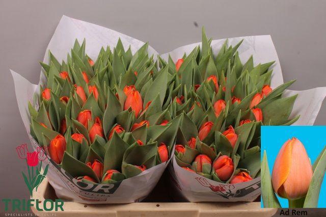 <h4>TU EN AD REM</h4>