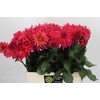 Dahlia Pink Punk
