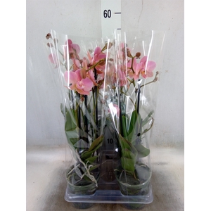 Phalaenopsis multi. 'Ant Treviso'