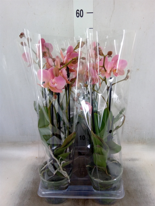 <h4>Phalaenopsis multi. 'Ant Treviso'</h4>