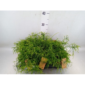 Rhipsalis baccifera 'Oasis'