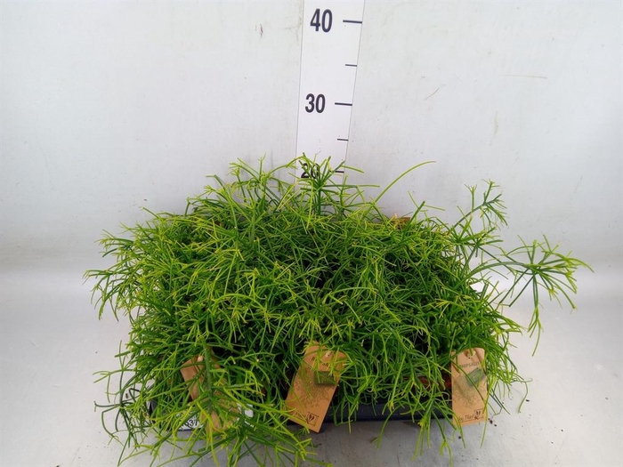 <h4>Rhipsalis baccifera 'Oasis'</h4>