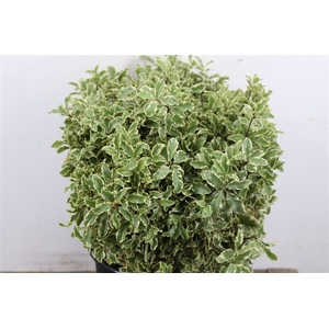 Pitto Groen 52 Cm Per Tak