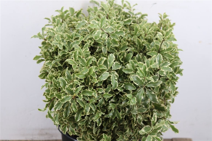 <h4>Pittosporum</h4>