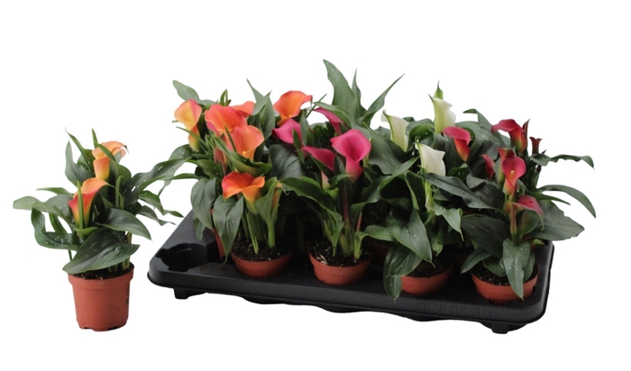 Zantedeschia gemengd
