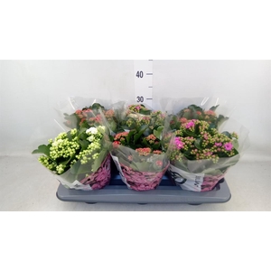 Kalanchoe blos. ..rosebud mix GR