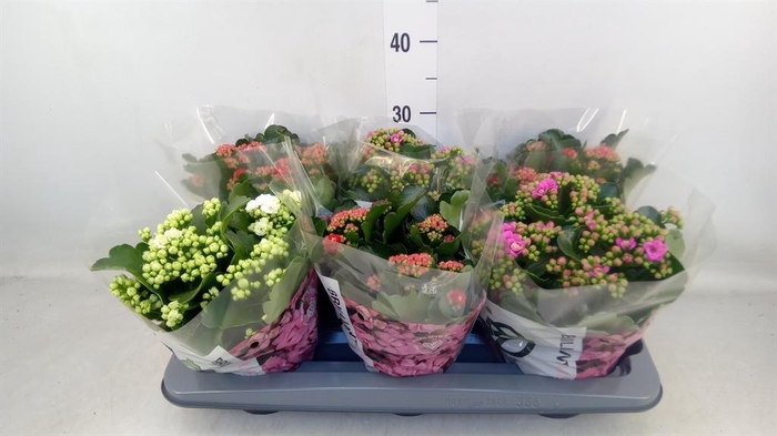 <h4>Kalanchoe blos.   ..rosebud mix GR</h4>