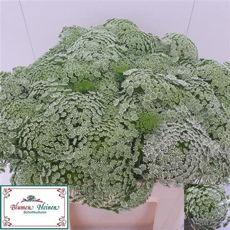 <h4>Ammi Visnaga</h4>