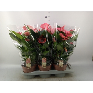 Anthurium andr. 'Melito'