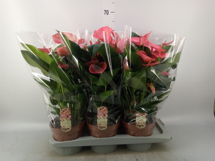 <h4>Anthurium andr. 'Melito'</h4>