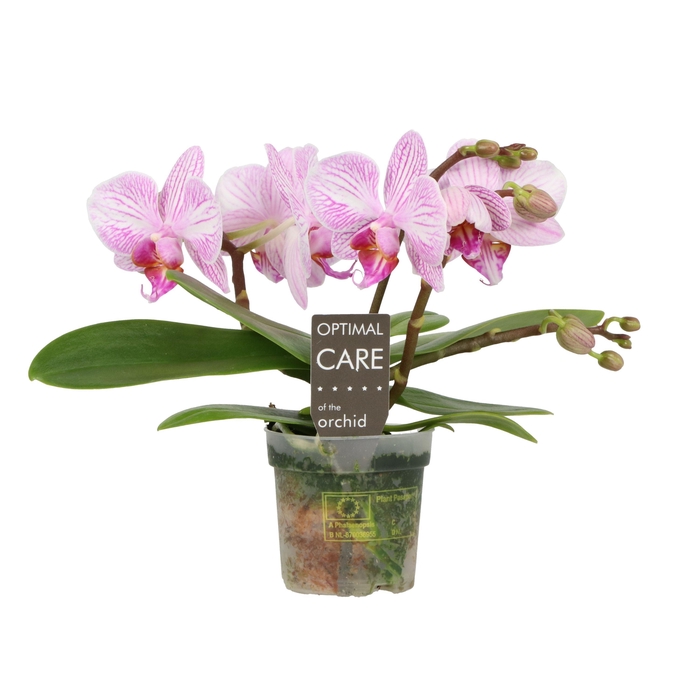 <h4>Phal Candy Merlini 3 Spike</h4>