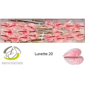 Anthurium Lunette