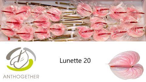 <h4>Anthurium Lunette</h4>