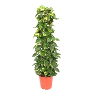 Epipremnum pinnatum Aureum