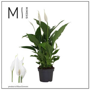 Spathiphyllum Strauss - 13 cm