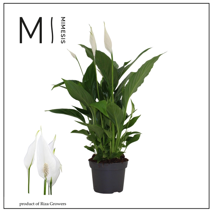 <h4>Spathiphyllum Strauss - 13 cm</h4>