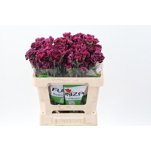 Di St Nobbio Burgundy 50cm