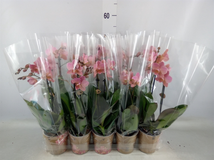 <h4>Phalaenopsis multi. 'Ant Treviso'</h4>