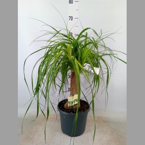 Beaucarnea recurvata