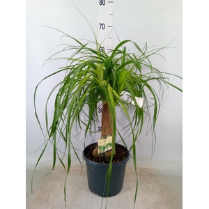 Beaucarnea recurvata