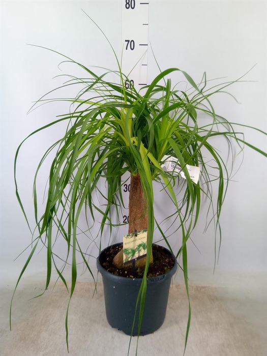 <h4>Beaucarnea recurvata</h4>