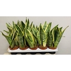 Sansevieria trifasciata Superba 12Ø 35cm