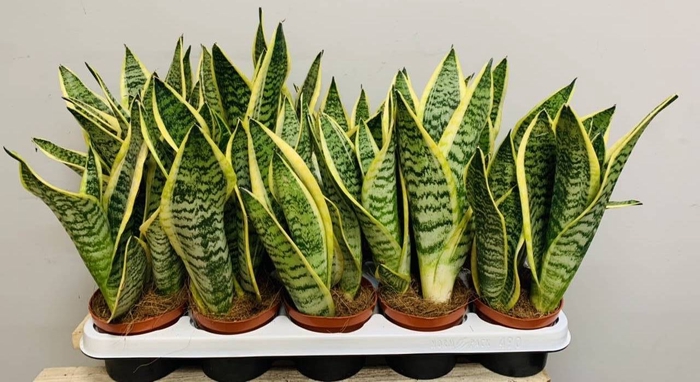 Sansevieria trifasciata Futura Superba 9Ø 40cm