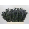Eryngium Blue Dynamite