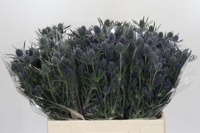 Eryngium Blue Dynamite
