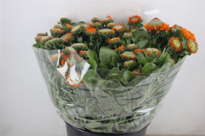 <h4>Calendula Orange Extra P Stem</h4>