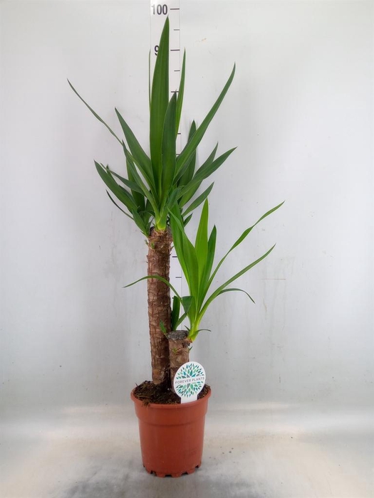 <h4>Yucca   ...</h4>