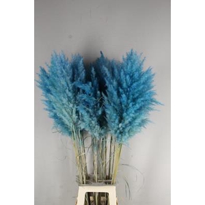 Df Pampas 115cm Turquoise