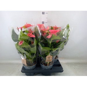 Anthurium andr. 'Sweet Dream'